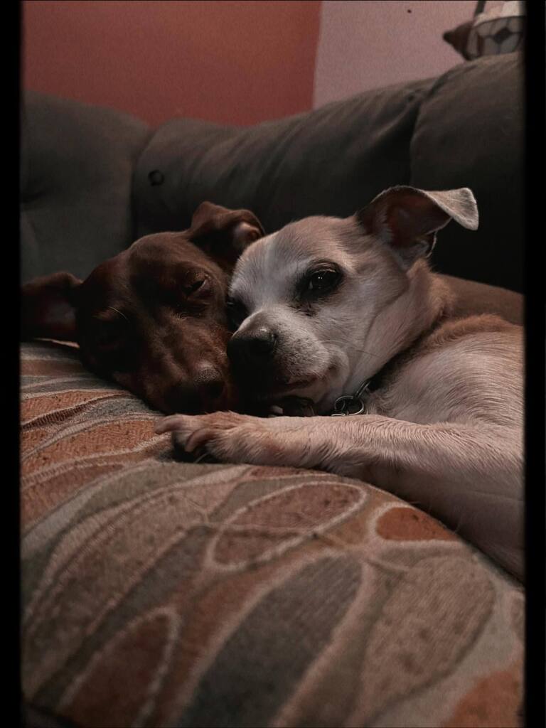 TheMohawkStudio's tweet image. A lazy &amp;amp; chilly morning for Cooper &amp;amp; Ollie instagr.am/p/CrlhHf4tYyq/