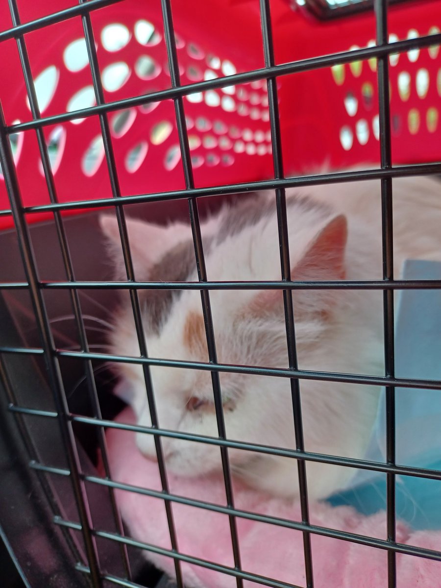 AnnieShmallow's tweet photo. In federal prison
For the crime of
Needing my claws trimmed https://t.co/ZqjePO2Bd0