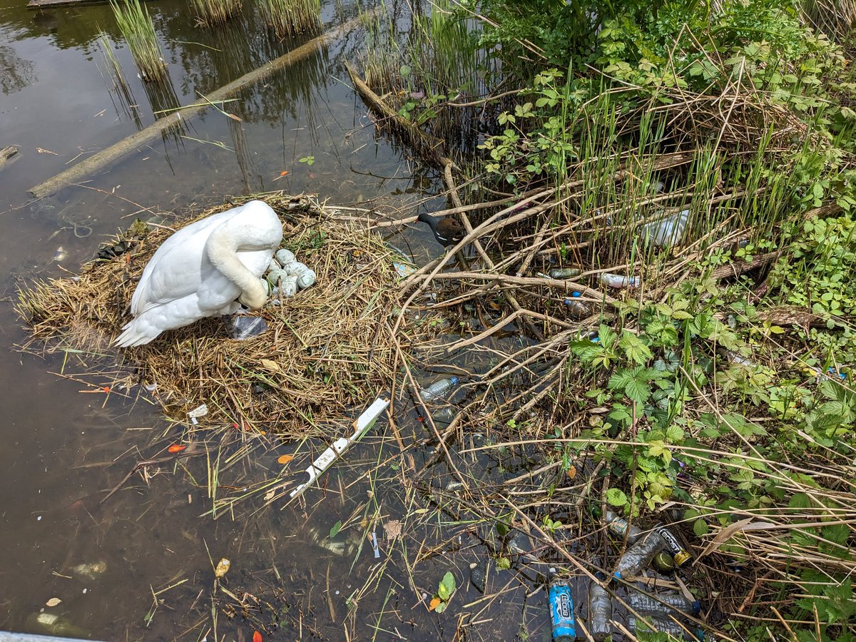 Human-nonhuman-plastic-life-co-creation in East London
