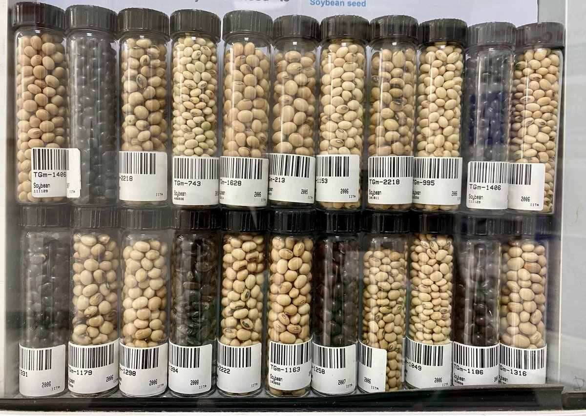 iitagrc's tweet photo. #GenebanksMatters  it is vital to protect crop diversity regardless. Thanks to the #conservation and #researchs at genebank to develop more sustainable farming, nutritious diets and more resilent food system.
#Biodiversity #foodsecurity #foodprocessing #seed #agriculture #science https://t.co/Z3Y813eUH8