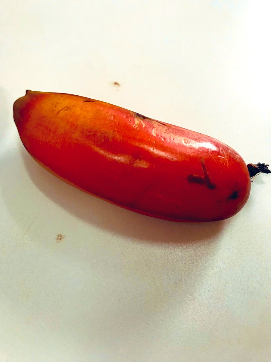 Alguém conhece está banana 🍌? 
Sabe o nome ou a origem?