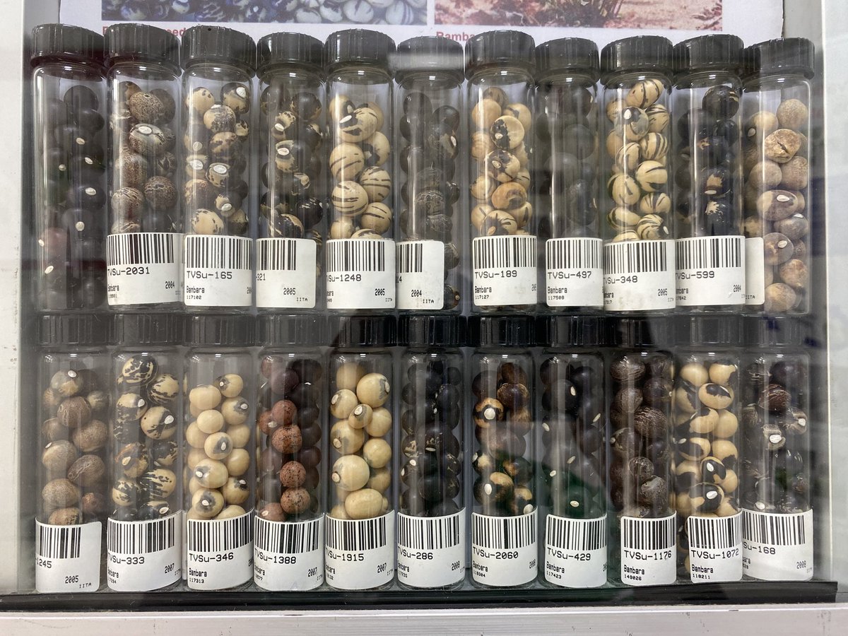 iitagrc's tweet photo. #GenebanksMatters  it is vital to protect crop diversity regardless. Thanks to the #conservation and #researchs at genebank to develop more sustainable farming, nutritious diets and more resilent food system.
#Biodiversity #foodsecurity #foodprocessing #seed #agriculture #science https://t.co/Z3Y813eUH8