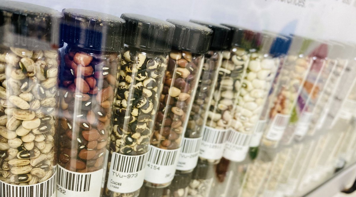#GenebanksMatters  it is vital to protect crop diversity regardless. Thanks to the #conservation and #researchs at genebank to develop more sustainable farming, nutritious diets and more resilent food system.
#Biodiversity #foodsecurity #foodprocessing #seed #agriculture #science