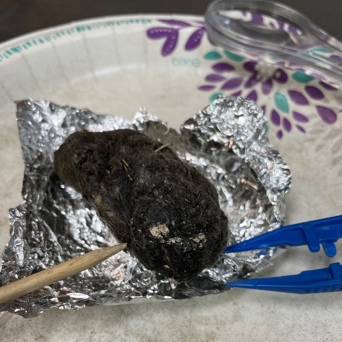 JJAStatePark's tweet photo. Another Ohio Valley Birding Festival activity, an owl pellet dissection lab! This Saturday, Apr. 29 at 2:45 P.M., you too, can join in the fascinating experience of "Owl Puke: Yuck! Or Not?" Each participant will receive a sterilized pellet which was regurgitated by an owl and https://t.co/G04qk1kTKO