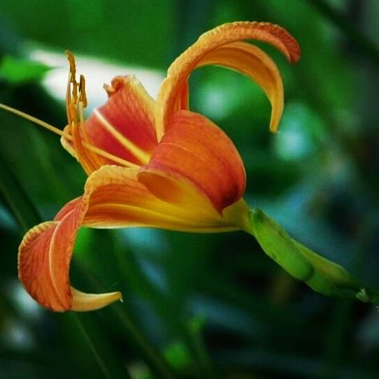 Ouradventures23's tweet photo. #flower #wisconsin #spring #photographer #closeup https://t.co/7pyw9NBImE