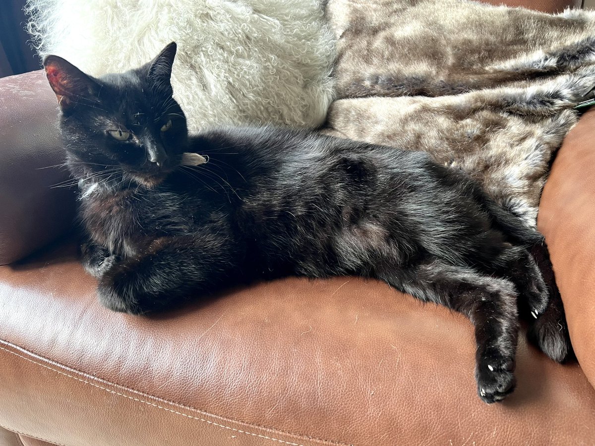 silkyida's tweet photo. Paint me like one of your French cats… https://t.co/75biVaUAp1