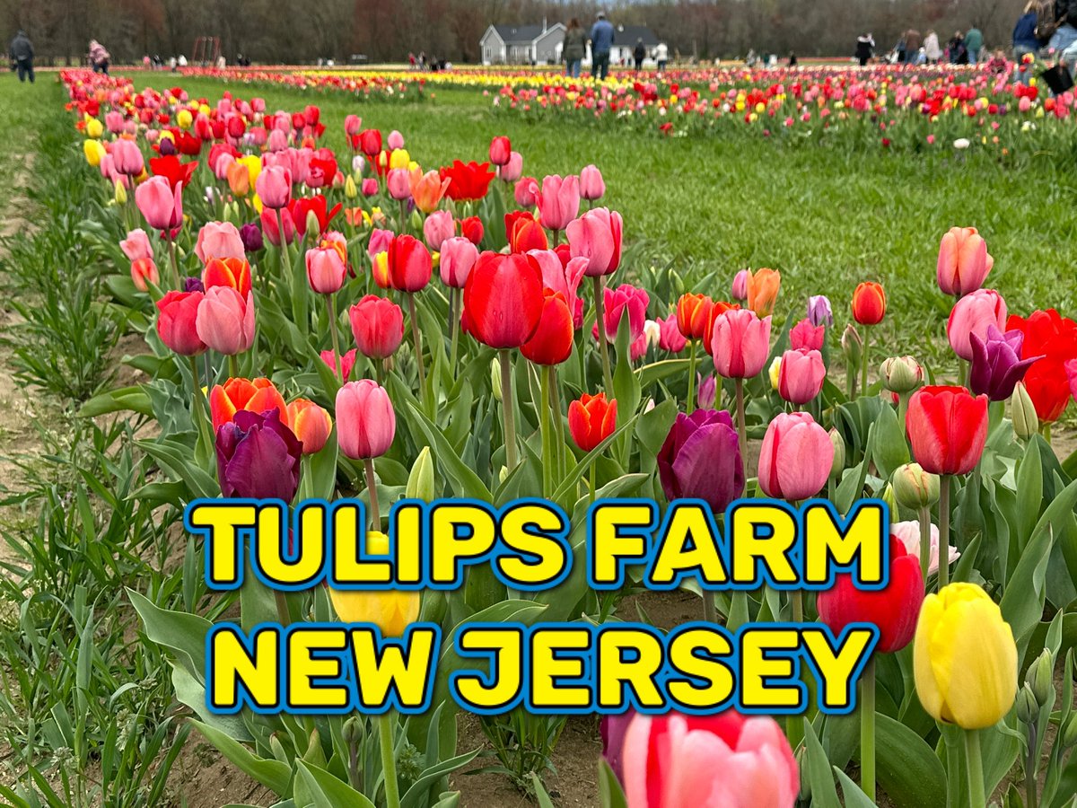 bliss_wandering's tweet photo. Tulips Flowers Garden https://t.co/P1TY6ApwSo via @YouTube
Spring Flower https://t.co/CXHGl5dXJS