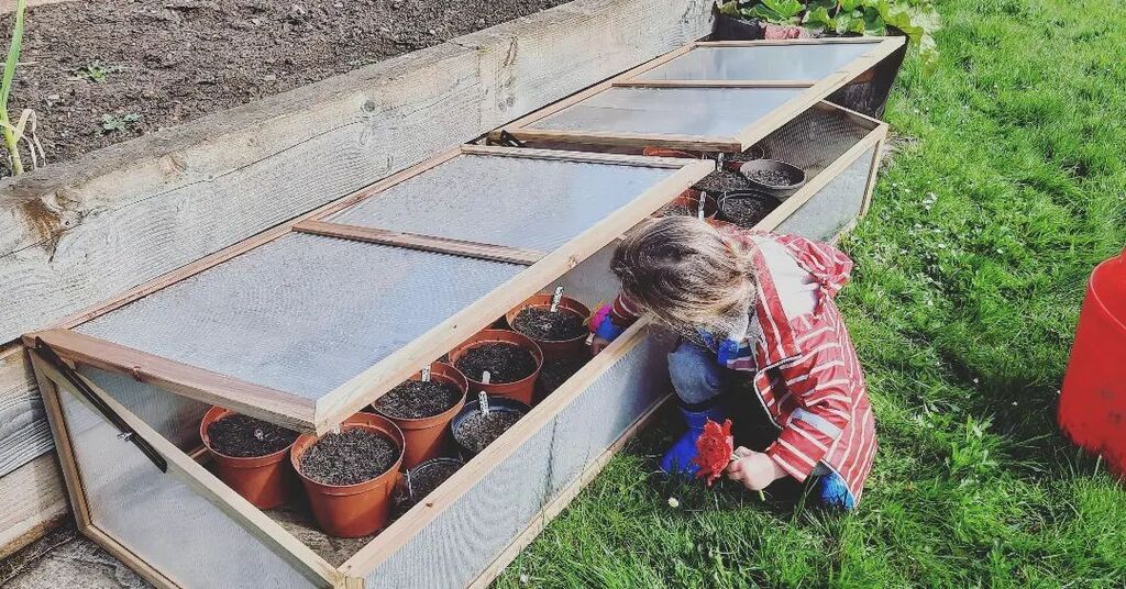 charlottehbest's tweet image. D A H L I A  W A T C H
 
Dahlias hiding safely in the cold frames for a few more weeks, but got my assistant checking in on them regularly 
 
#greenfingers #gardening #coldframes #startthemyoung #dahlias instagr.am/p/CrljgxeNuy3/
