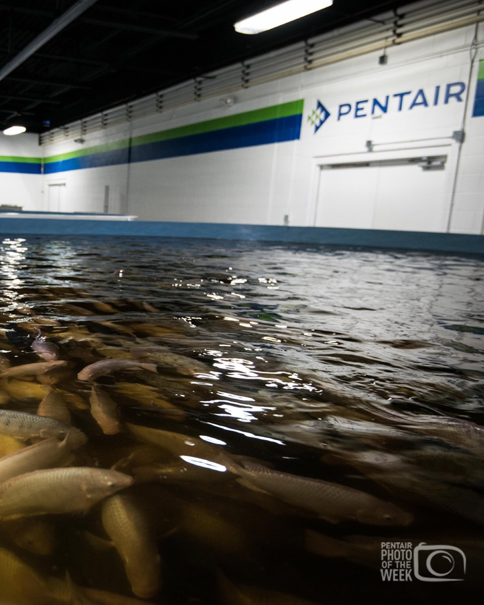 In our Featured Aquaculture Photo for the week, dive in at an indoor #RAS facility where they are raising #tilapia and other finfish. Pentair Aquatic Eco-Systems provides service and equipment to the commercial #aquaculture industry worldwide.

Take a peek inside #ThePentairLife