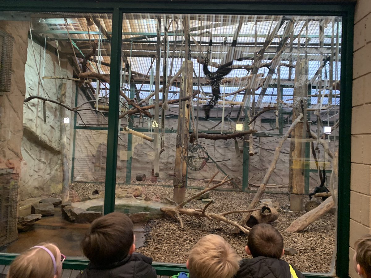 Emmaus_School's tweet photo. 🦒An amazing day for #emmausyeartwo @chesterzoo today!🐯We learned lots about animal habitats, had our lunch with giraffes and some of us even met @SteveBackshall ! More pictures to follow on our Y2 class website page. 🦁 #emmausscience https://t.co/Kj4HHCzAH3
