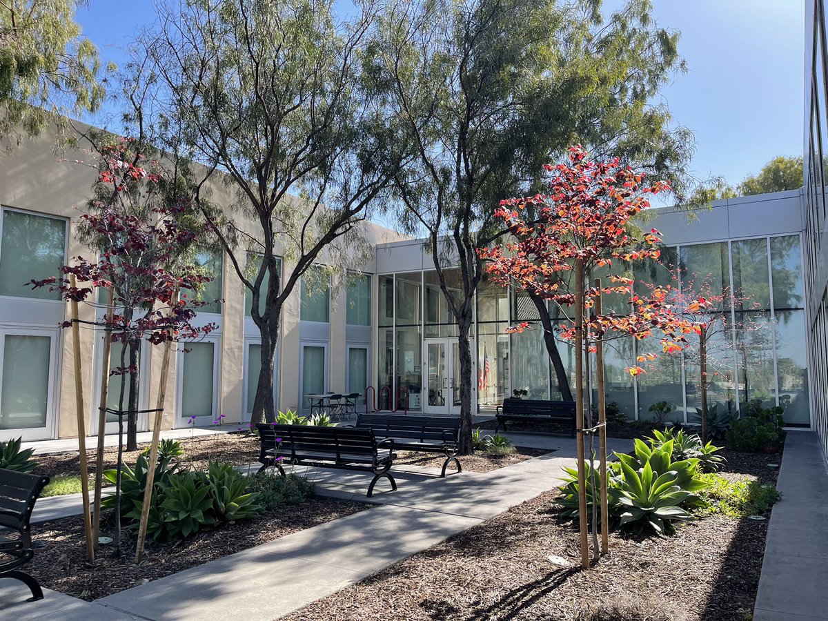 SDPublicLibrary's tweet photo. 🌳 #ArborDay update! 🌳
The little trees planted last year at #OtayMesaLibrary with @MayorToddGloria, @CityofSanDiego & #OdiTheCoyote with their crew of helping hands have grown so well. Shout-out to branch manager Nancy for her TLC! 💚 https://t.co/wrLVrAKVS1
