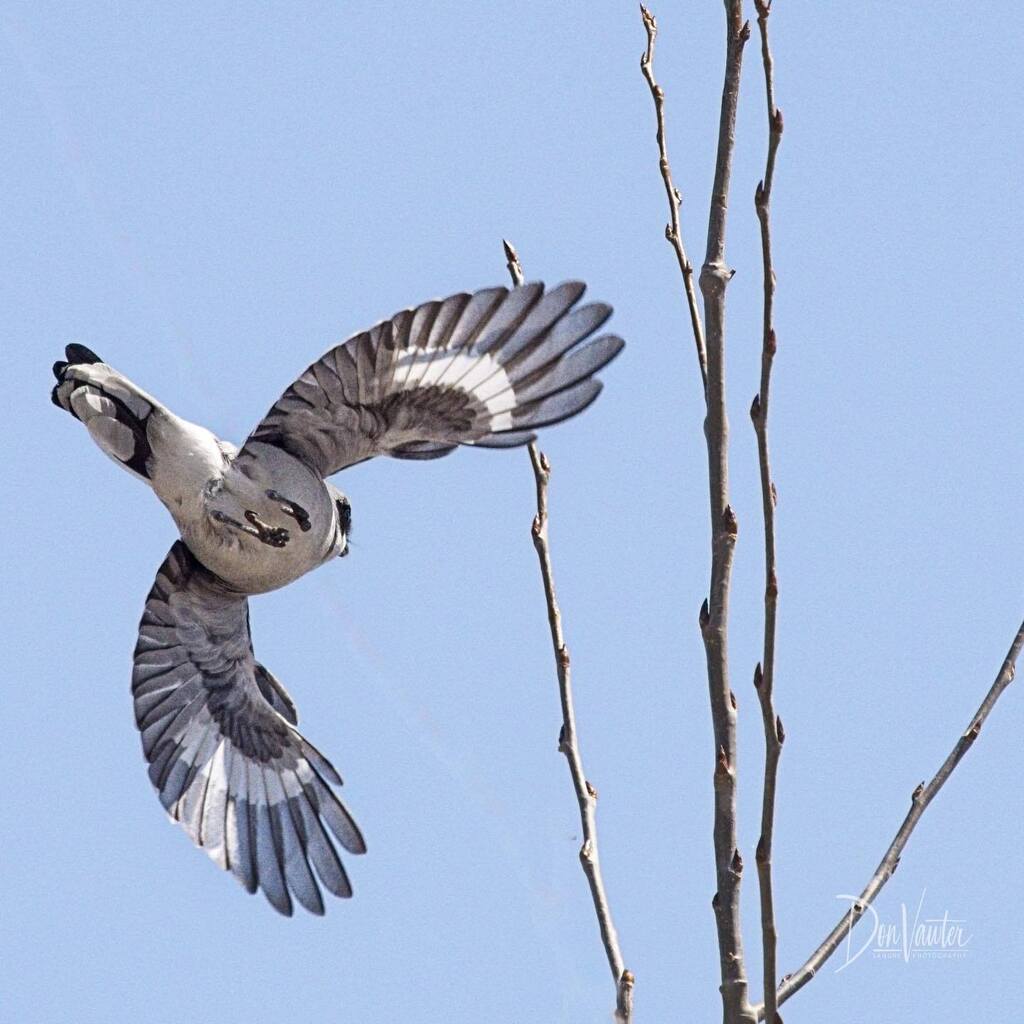 dvawter's tweet photo. Loggerhead Shrike https://t.co/GJDksAWp8h https://t.co/6V1xMw3Mm4