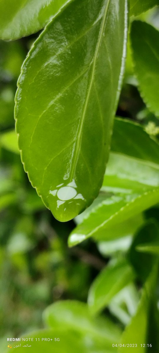 solihabashir4's tweet photo. Be like an evergreen🌱 https://t.co/bZcMd2ROwL