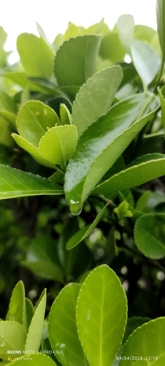 solihabashir4's tweet photo. Be like an evergreen🌱 https://t.co/bZcMd2ROwL