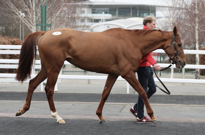 🏆EL ELEFANTE🏆

Continues his unbeaten record for <a href="/lucindavrussell/">lucinda russell</a> winning the bumper <a href="/PerthRacecourse/">perthracecourse</a> 

Sold #CheltenhamJanuary sale
By <a href="/RobertTector/">Robert Tector</a> for £40,000 to <a href="/PWMcIvor/">Paul McIvor</a> &amp; trainer

Next Sale
#CheltenhamMay Sale
Friday 19 May