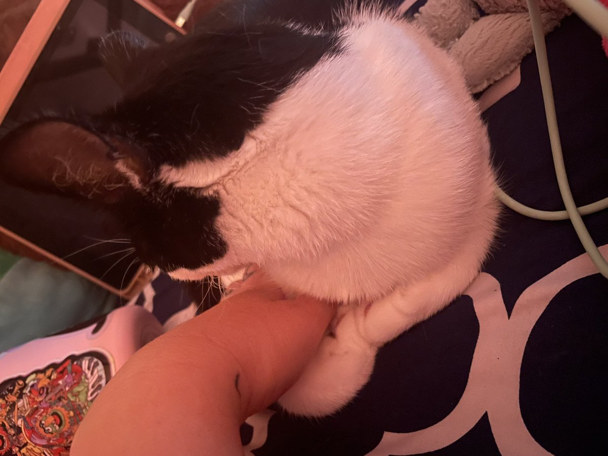 princess_sticky's tweet photo. ((Sticky is the only cat I’ve ever met that will snuggle ur hand whether she’s awake or asleep. I cannot emphasize how affectionate this cat is and I adore her)) https://t.co/jduGGTSl5Z