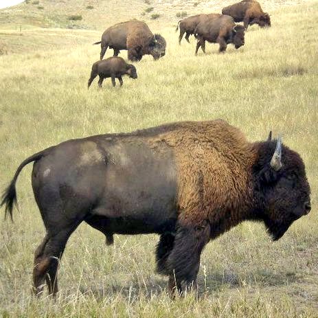 @naturetechfam @wander_filled @1BreannaClaire @BCGrandLake @bisontattooguy @beckyjlomax @e_terren @Leo_Exploring @mtmagog @NakMakFeegle I was able to get a photo of one of the famous residents of @TRooseveltNPS when I was there. #NPSInspiration #MyParkStory #FindYourPark #EncuentraTuParque #WeAreParks #EveryKidInAPark #VolunteersInParks