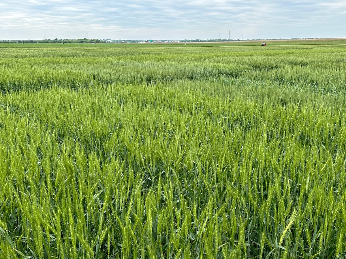 Ron_on_RON's tweet photo. It was a great morning at the OSU South Central Research Station in Chickasha- heard from Brian Arnall, Amanda da Silva, Brett Carver and more- and the wheat looks pretty good! https://t.co/XdgTYMWlmV