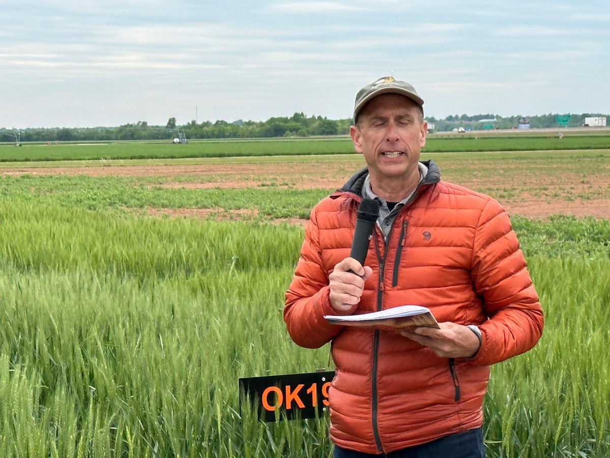 Ron_on_RON's tweet photo. It was a great morning at the OSU South Central Research Station in Chickasha- heard from Brian Arnall, Amanda da Silva, Brett Carver and more- and the wheat looks pretty good! https://t.co/XdgTYMWlmV