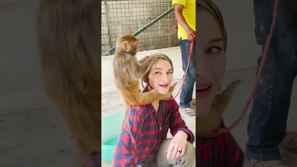 ckaaloa's tweet photo. I Liked on YouTube: Visiting Karachi’s animal shelter / Rosie Gabrielle #shorts https://t.co/IGGARdFkNw https://t.co/0BAnL7KGw4