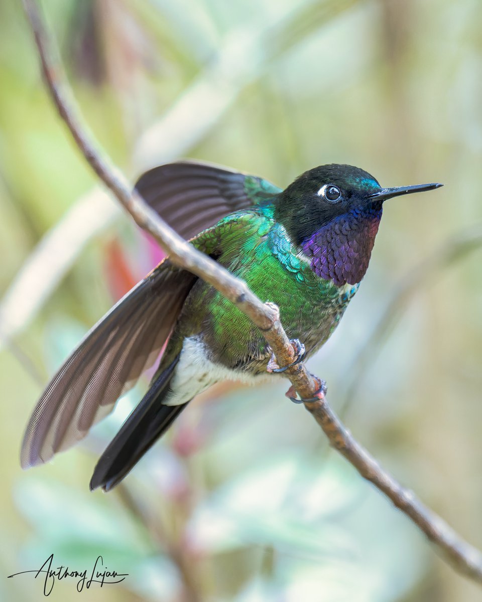 anthonylujan's tweet photo. Time for a little stretch.
Longuemare's Sunangel
Heliangelus clarisse
Colombia
Sony A1 - Sony 600mm
#ALhummingbirdstretching
#LonguemaresSunangel #Sunangel #hummingbird #nuts_about_birds #earthcapture #colibrí #beijaFlor #hummingbirds #nature #natgeoyourshot #naturephotograph... https://t.co/2eTiFY9JA2