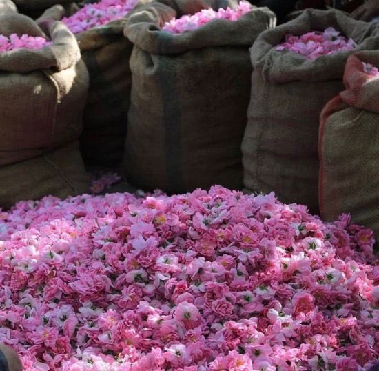 #وزارة_البيئة_والزراعة| حجم استثمارات الورد الطائفي في السوق السعودي يبلغ (64) مليون ريال.🌸💕