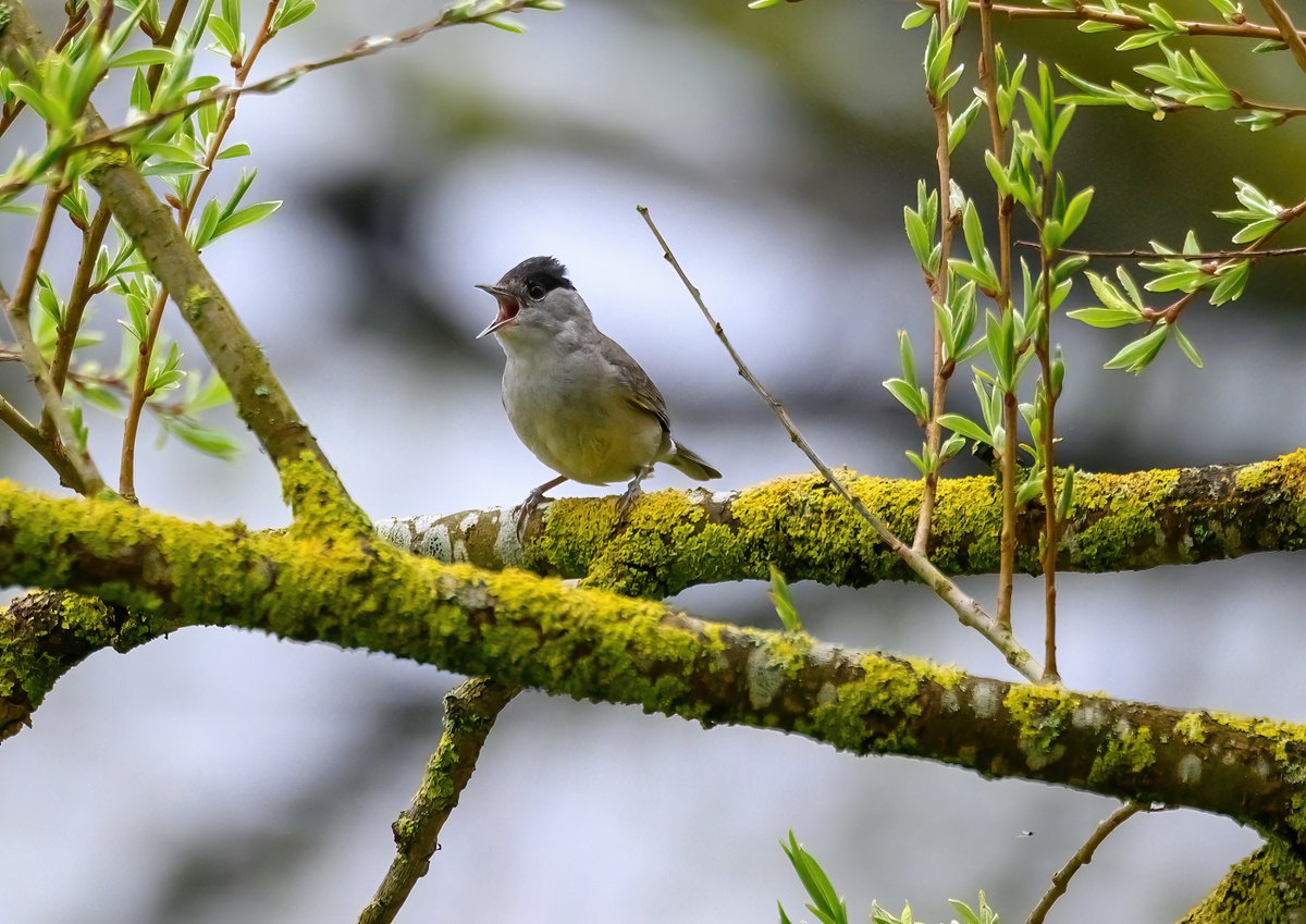 DavidBurt8's tweet image. Bird walk Linlithgow Loch today (40 species) inc. Blackcap singing @birdinglothian @ScotWildlife @RSPBEdinburghLG @EdinburghNats @BTO_Scotland @LinlithgowVisit #LinlithgowPalace @nature_scot @Natures_Voice @BirdTrack @RareBirdAlertUK @ScarceRare @ukrbbp @UpperForthBirds