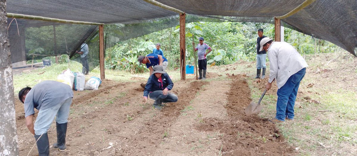 MashiAlejandro's tweet photo. Trabajando por sector productivo. Convenio GAD HUATICOCHA-MAG LORETO.
#Aprenderhaciendo
#Huaticocha_productiva https://t.co/H25VkPIexC
