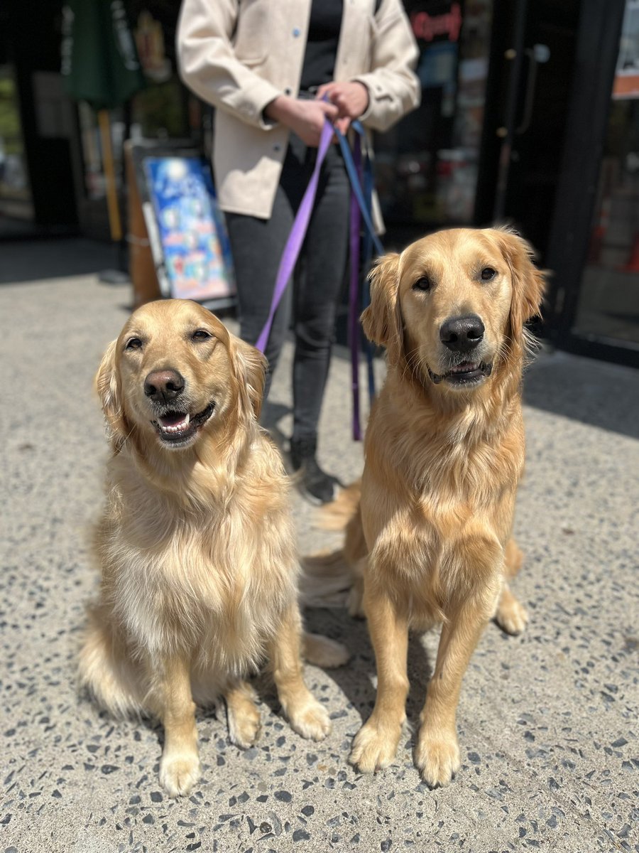 pupstateny's tweet photo. Meet Penny &amp; Louie, the Golden Retrievers in Saratoga • “I would totally get another one, but my husband is like, ‘you’re crazy’” https://t.co/1WdlgtMJPX