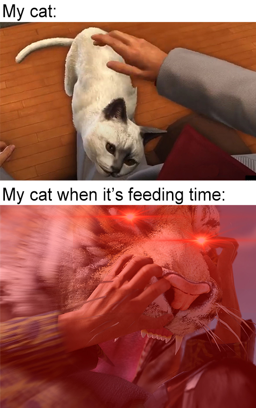 Cat owners understand