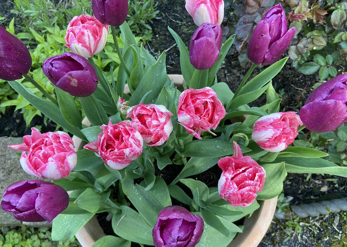 Magnolia and Tulips at my folks house.