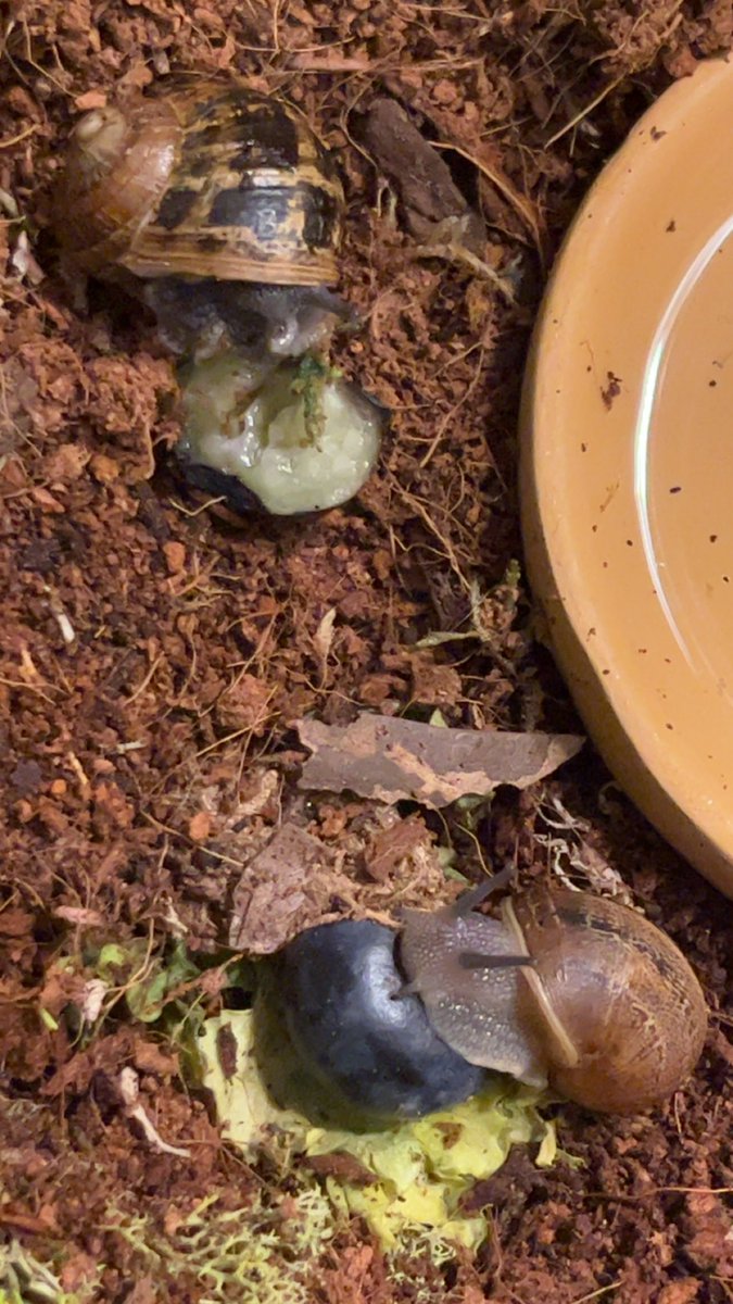 Hey <a href="/JenniferCheek/">Jennifer Cheek</a> I remember you were on a Snail Slime kick for awhile….  wanna come visit me??? 😉