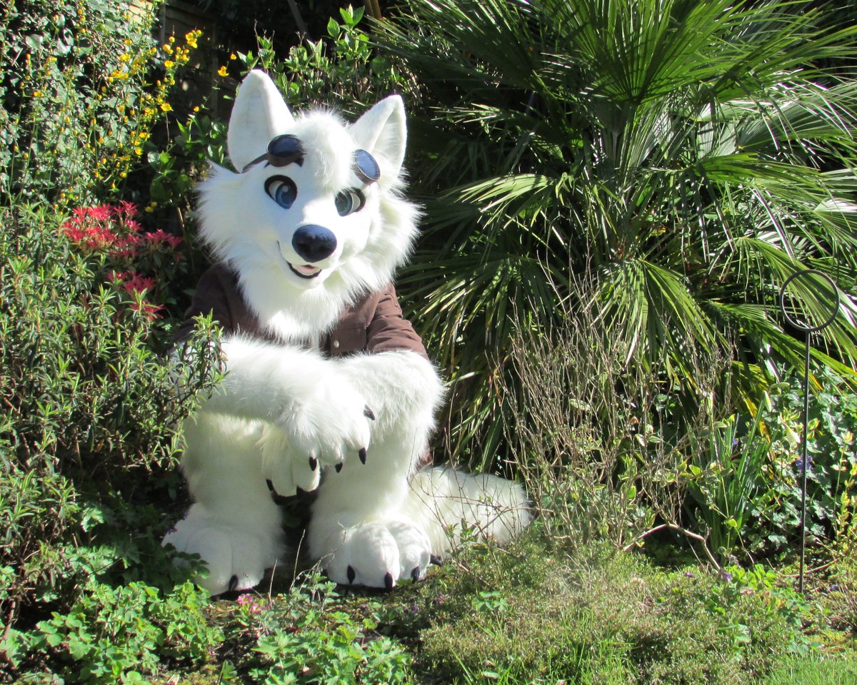 A sunny day with clear skies, what more could a wolf want? #FursuitFriday  
✂️- <a href="/GoFurItstudios/">Go Fur It</a>