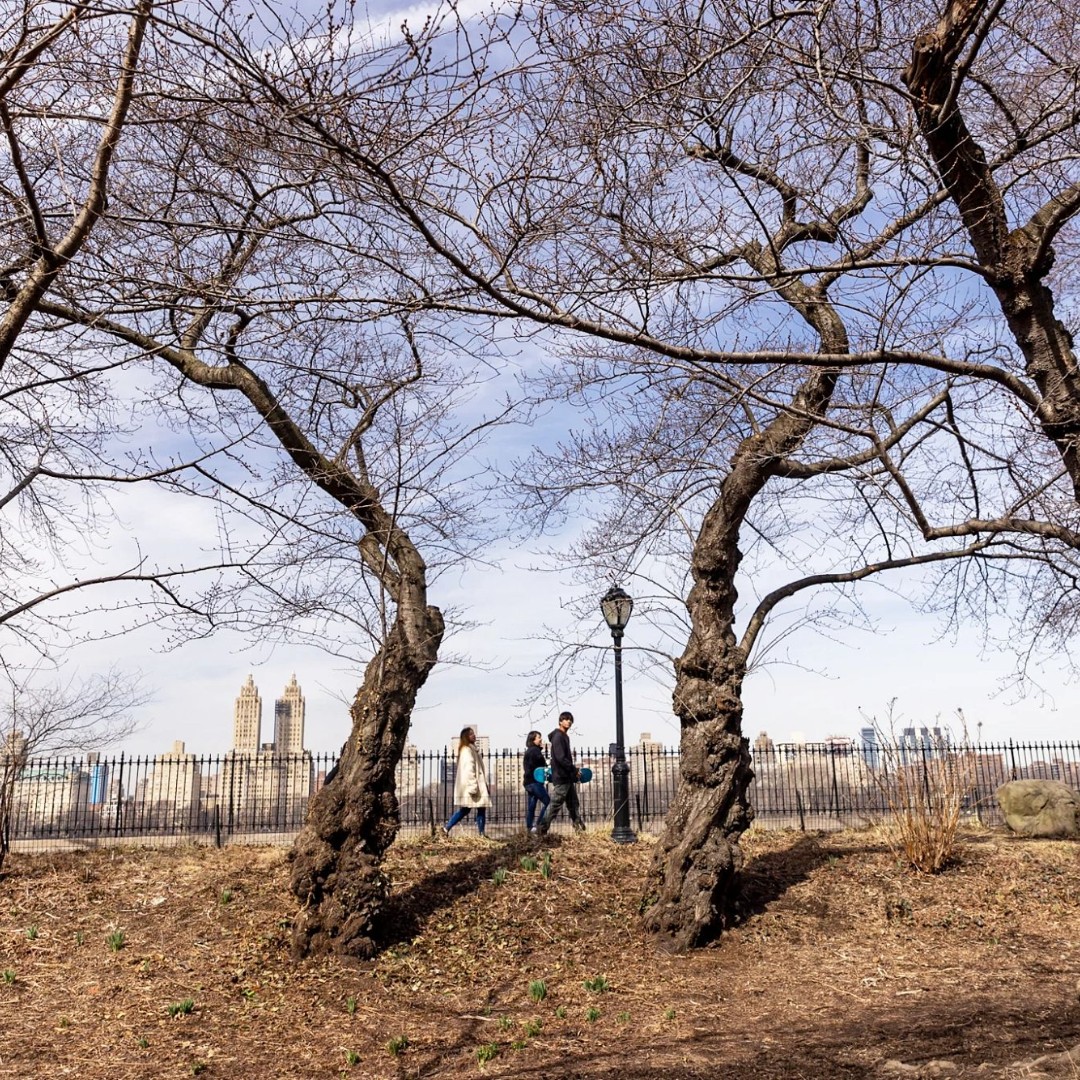 Central Park on Twitter "Central Park is home to approximately 18,000