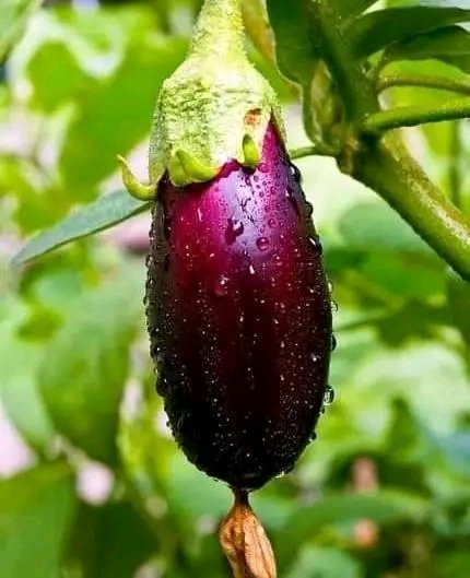 DrDennisOuma's tweet photo. #AUBERGINE.
•√The dark purple varieties are particularly rich in the antioxidant polyphenol, #chlorogenic acid,#caffeic acid,#flavonoids such as nasunin that protect the heart from #oxidativestress caused by free radicals.
~ They contain all beneficial amounts of antioxidants, #potassium, #folate ,#magnesium ,#beta- carotene and # fibre.they are great in balancing blood sugar levels and boosting #guthealth.