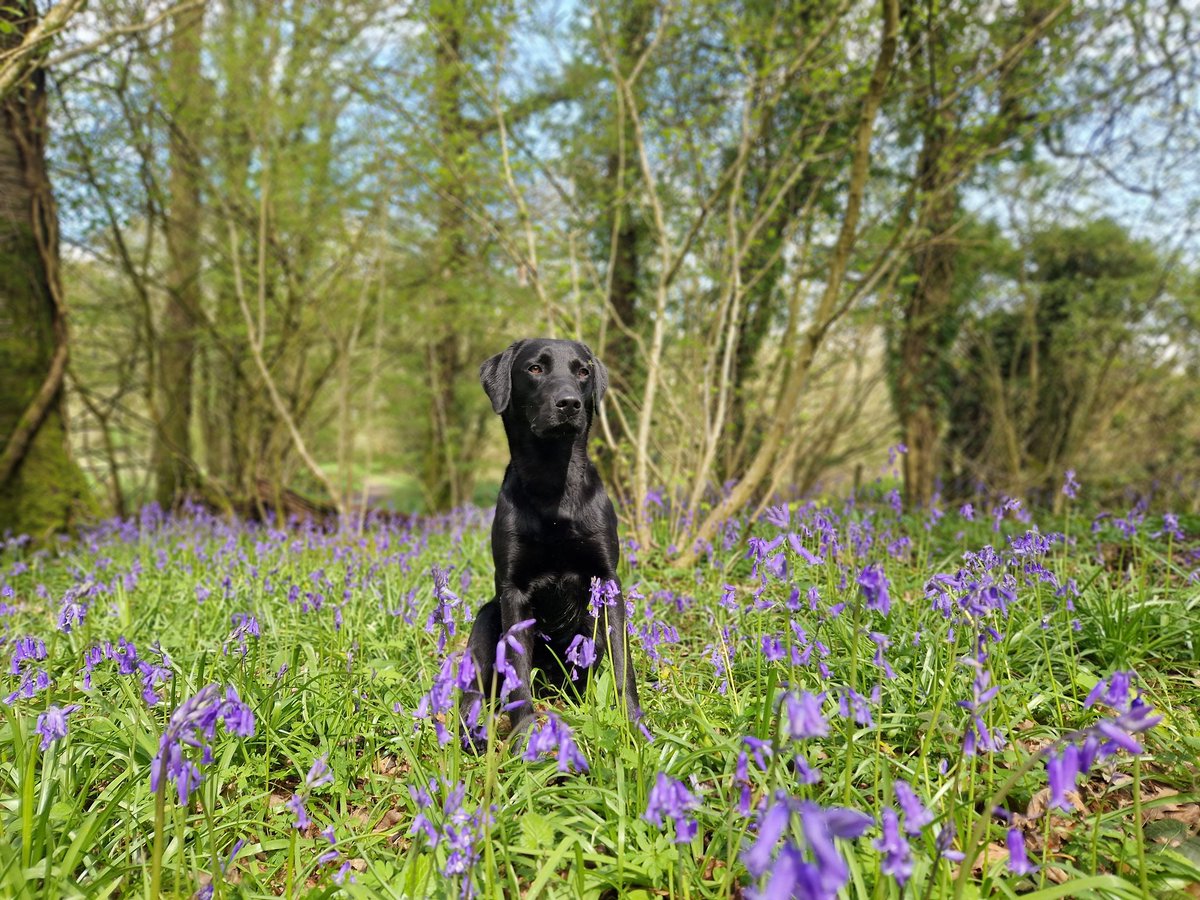 A lovely lunchtime wander with the crazy one in the Bluebells