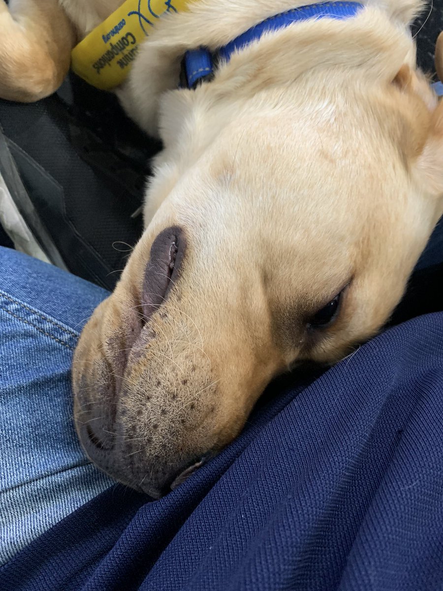 ajconn95's tweet photo. Obligatory cute Brutus photos. @nbc4i   @canineorg https://t.co/xAqKElEzUF