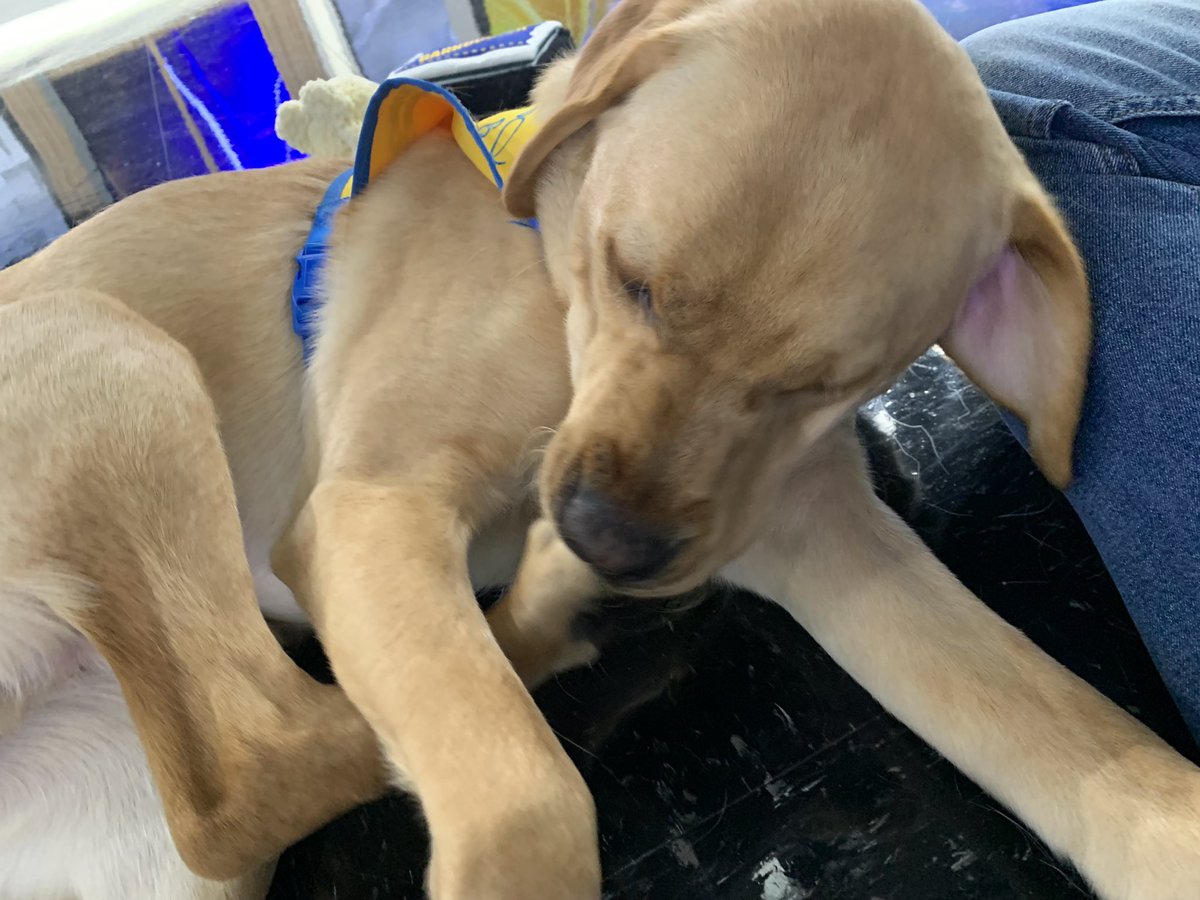 ajconn95's tweet photo. Obligatory cute Brutus photos. @nbc4i   @canineorg https://t.co/xAqKElEzUF