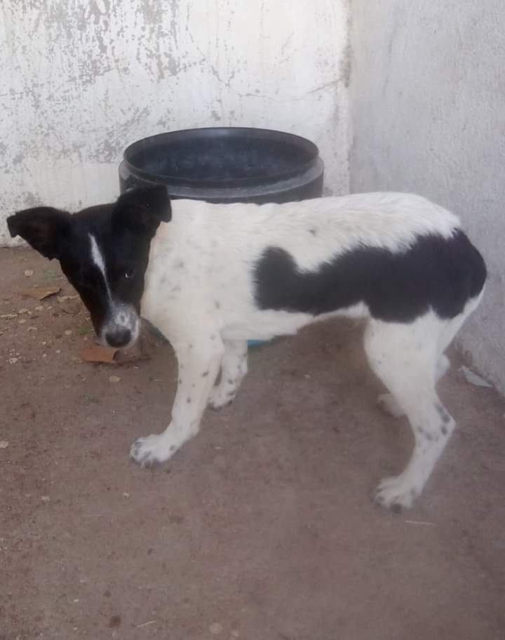 TAdopta's tweet photo. Necesitamos acogida para este bebé.

Le han dejado abandonado en unas dependencias municipales y de momento esta allí y nos le aguantan. 
Creemos que tendrá unos 3 meses y tiene bastante miedo.

Si sale una acogida podemos sacarle de alli.

Por favor es solo un bebe❤️
☎️667667364 https://t.co/Kbl0JPvS28