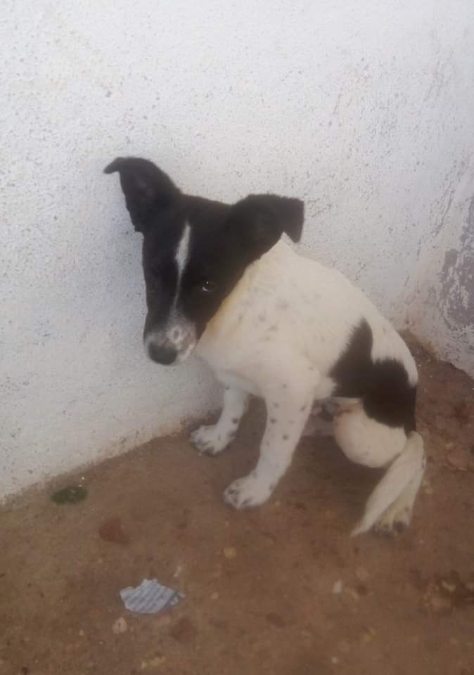 TAdopta's tweet photo. Necesitamos acogida para este bebé.

Le han dejado abandonado en unas dependencias municipales y de momento esta allí y nos le aguantan. 
Creemos que tendrá unos 3 meses y tiene bastante miedo.

Si sale una acogida podemos sacarle de alli.

Por favor es solo un bebe❤️
☎️667667364 https://t.co/Kbl0JPvS28