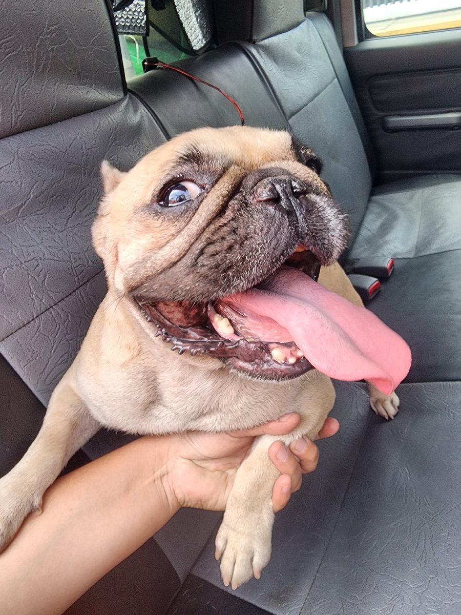 OooKiaooO's tweet photo. Se encontró perrita por la cuadra 39 del Jr. Moquegua en Urb. Perú San Martin de Porres, cerca a Av. Quilca, no la pueden tener se busca su dueño por favor difundir @rescate_sos https://t.co/POVUY9LQo5