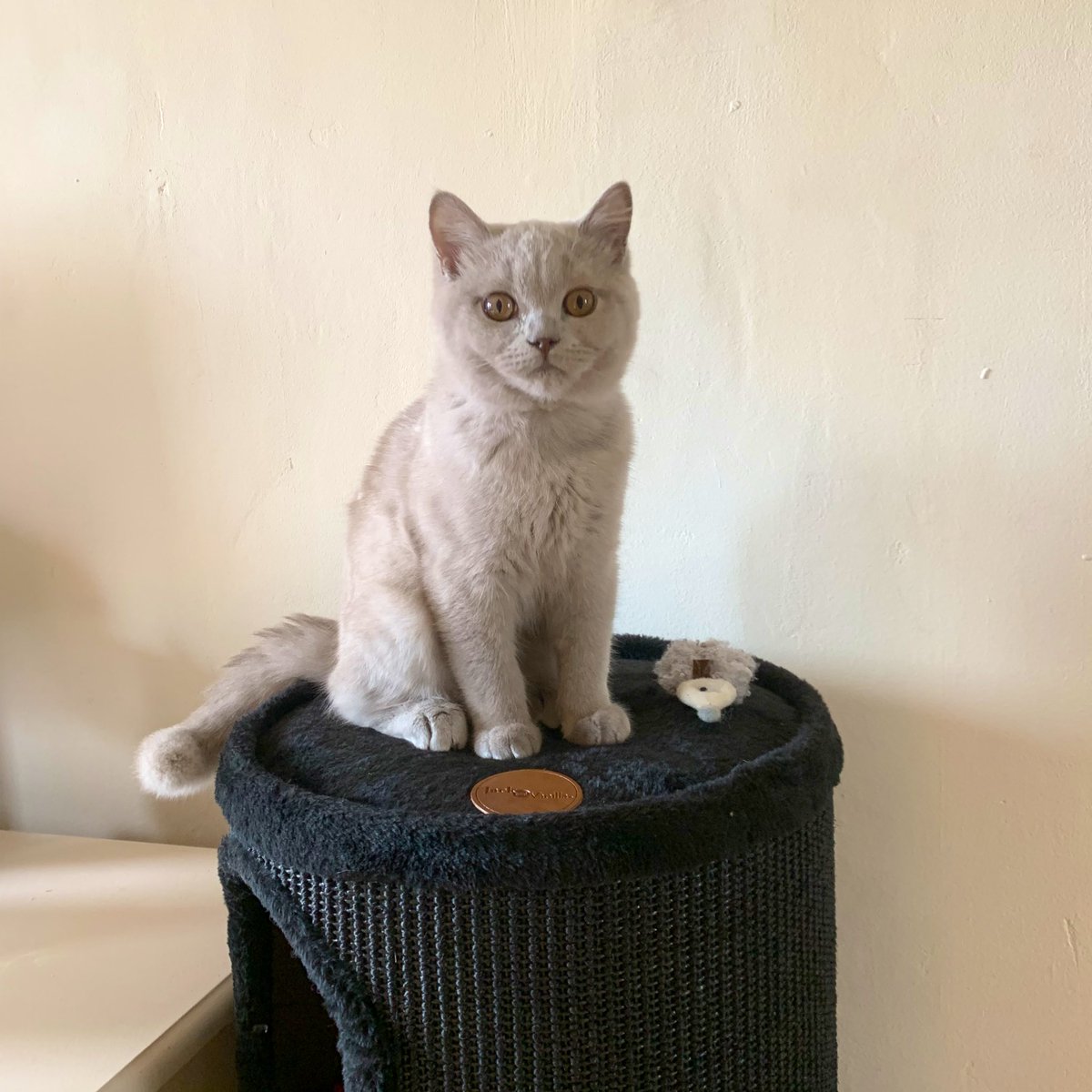 whimsyliiz's tweet photo. Kijk hem dan zitten, koning Yuki. 🐱 https://t.co/ihM5KOaGm2