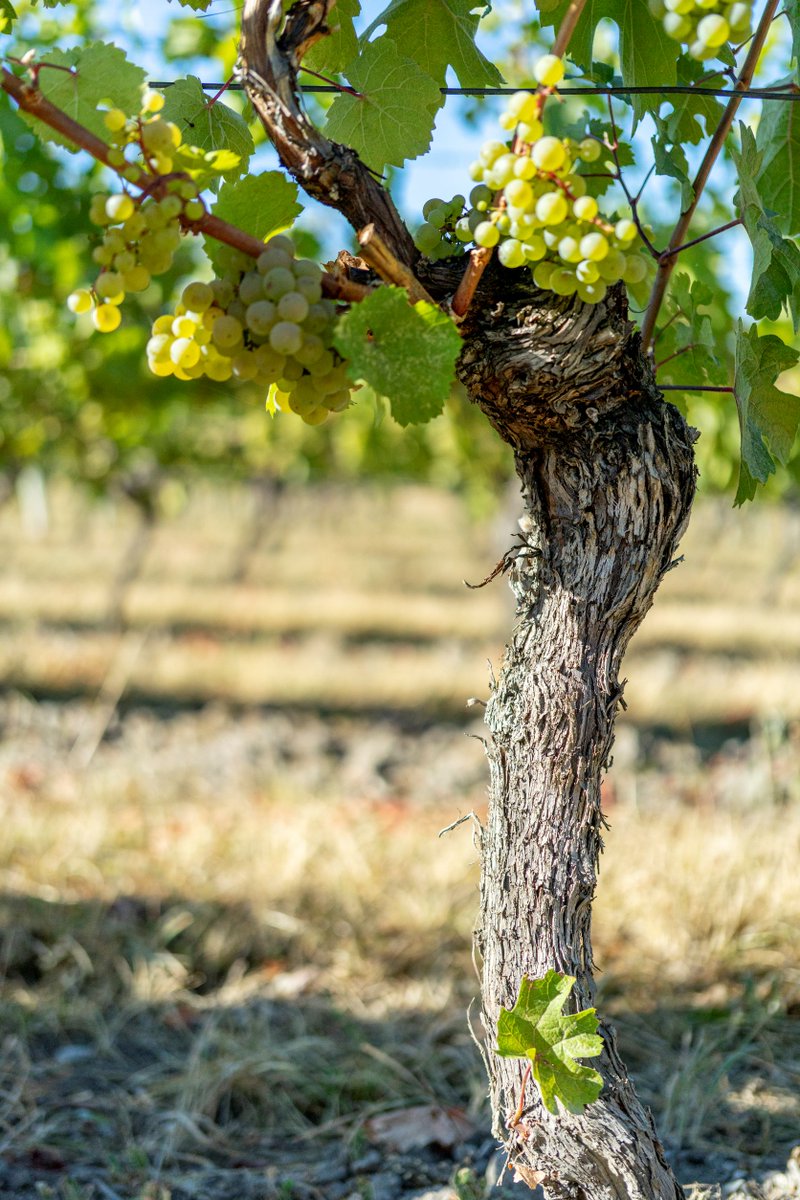 Northern latitude combined with a warm Okanagan climate delivers deliciously refined Rieslings known to this region. Our 2021 vintage pleases the palate, boasting of natural acidity balanced with a mineral mouthfeel and fresh flavours.  bit.ly/3Jvqo1X