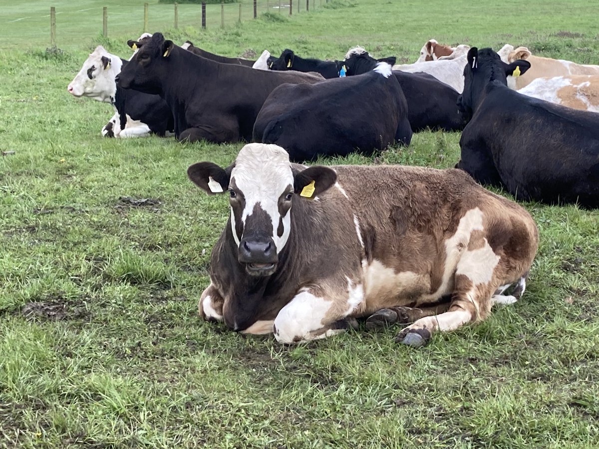 Rev Ali Miller on Twitter "Boars, blossoms, and bovine weather