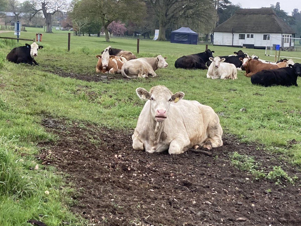 Rev Ali Miller on Twitter "Boars, blossoms, and bovine weather