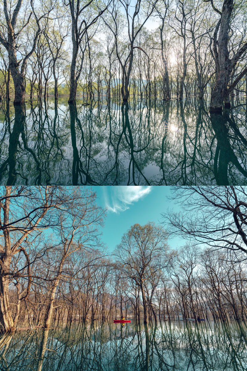 白川湖の水没林カヌーに魅了された写真家による全力紹介note書きました。まだゴールデンウィークも空きがあるのでぜひおすすめしたい。 【山形県白川湖】幻想的な風景を湖上で味わう！最高の水没林カヌー体験 #note #写真家のnote note.yokoichi.jp/n/n0581684ecb4d