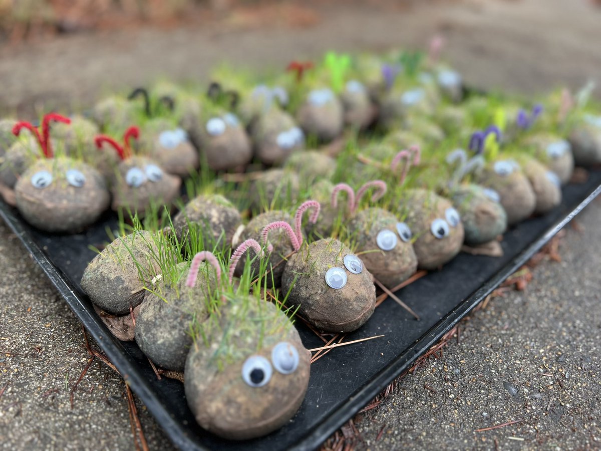 Grassy caterpillars are always a favorite project! Check them out! One week ago vs. today 🐛 #PreKLife #blessedinthisnest #RESGameChangers <a href="/RES_Redbirds/">Rivercrest Redbirds</a>