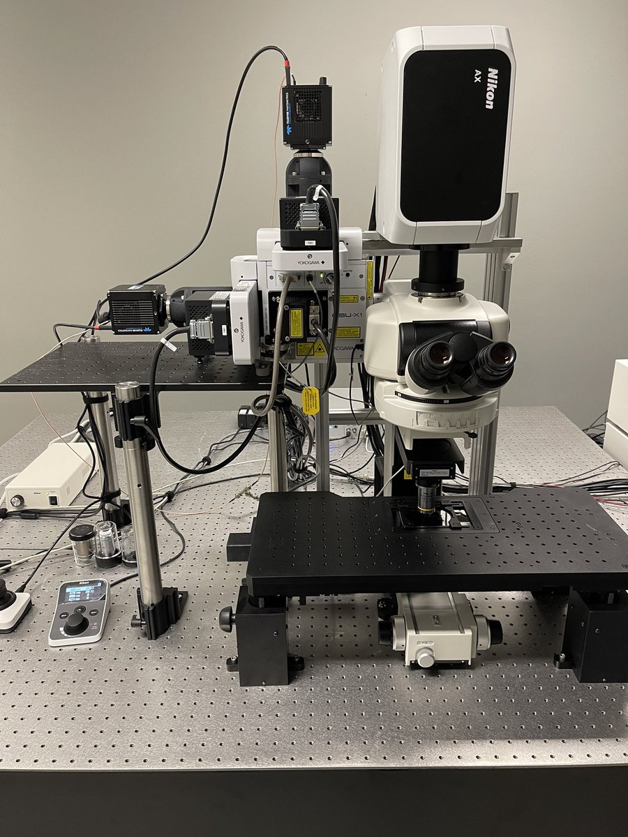Nikon dual Confocal for in vivo imaging with: <a href="/NikonInst/">Nikon Microscope Solutions</a> AX-R + NIR laser point scanning confocal with resonant speed for deep and fast live imaging AND <a href="/Yokogawa_LS/">Yokogawa Life Science</a> CSU-X1 spinning disk confocal with dual camera for fast and gentle live imaging.