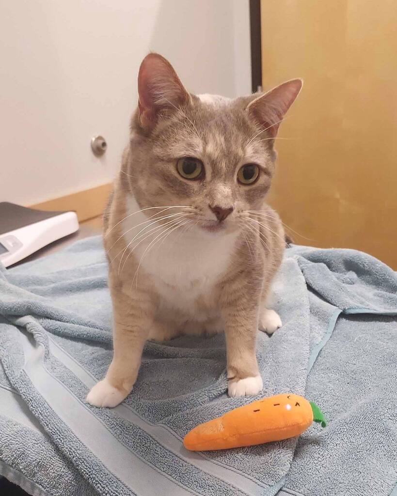 Tuna and her carrot 🐟
•
•
•
•
•
•
•
•
•
•
•
#BYVH #BrooklynYardVet #Pdx #Cats #CatsOfInstagram #Portland #PdxCats #PdxPets #PortlandCats #CatsRule #VetMed instagr.am/p/CrlphrRpVGG/