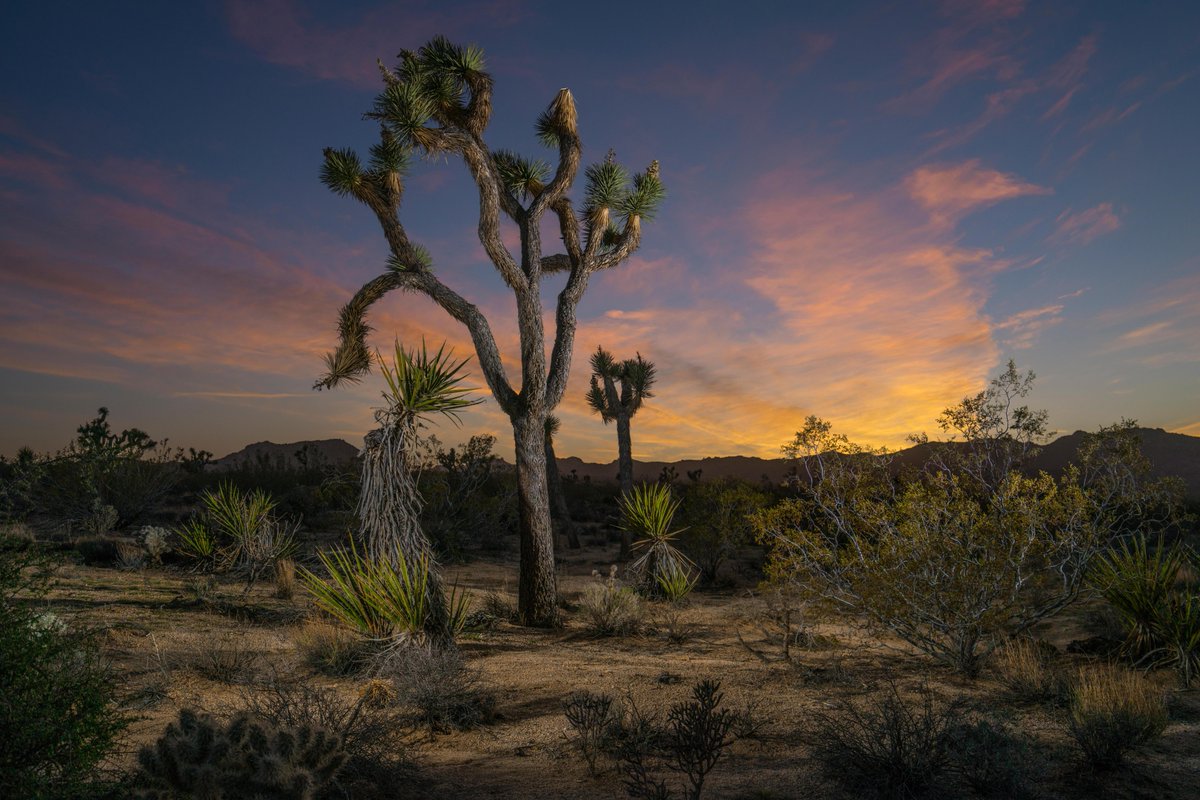 National Geographic Animals tweet media